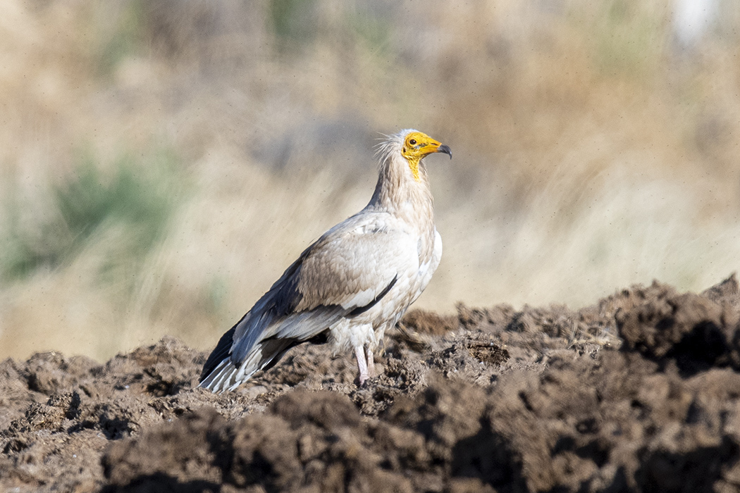 Egyptian Vulture